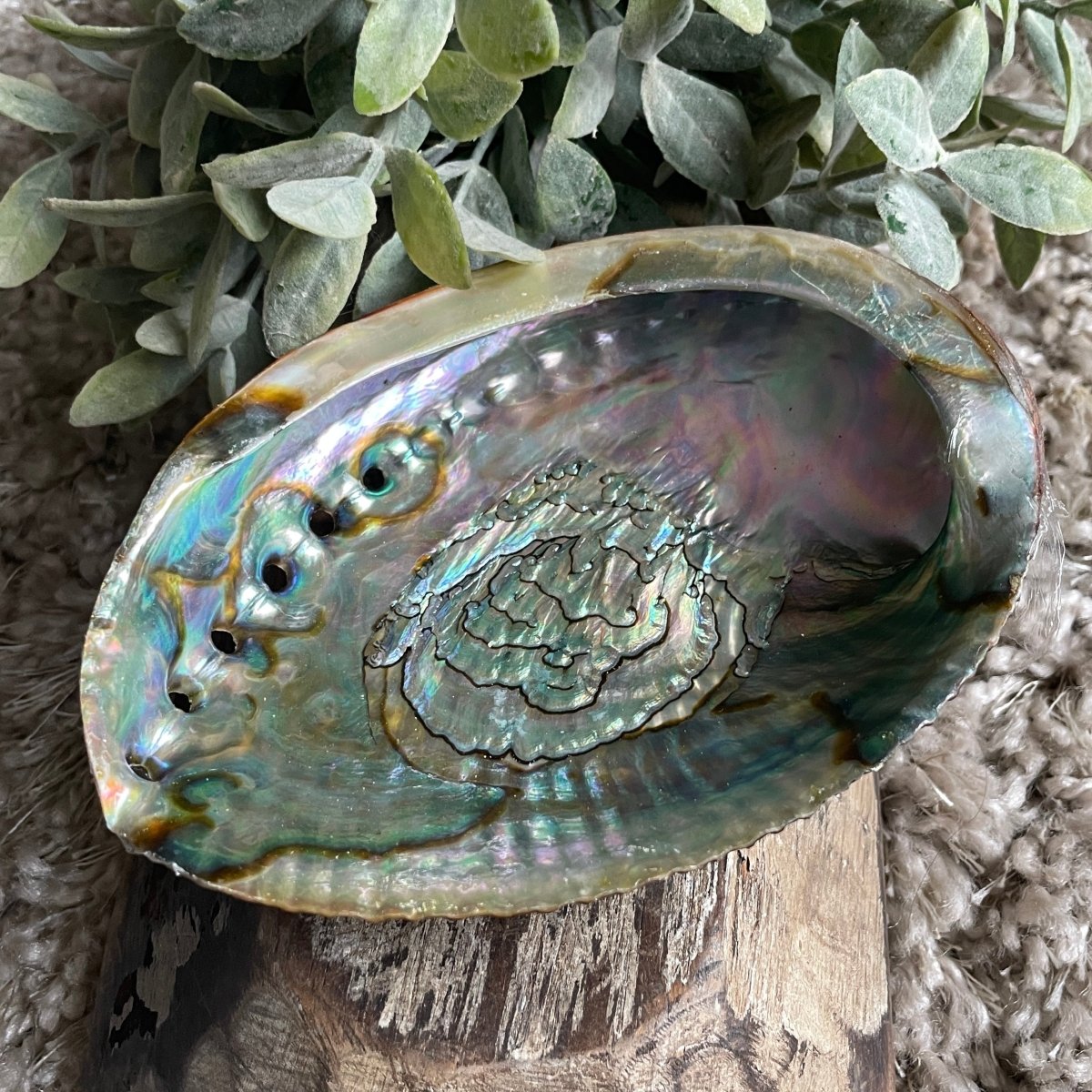 abalone-shell-dish-247234.jpg